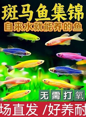 斑马鱼热带观赏鱼好养活淡水鱼