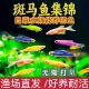斑马鱼热带观赏鱼好养红绿灯淡水金鱼苗神仙孔雀小型宝莲灯科小鱼