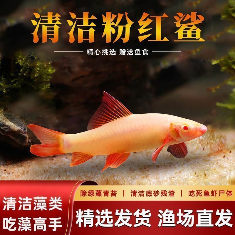 粉红鲨鱼除藻观赏鱼鱼场直发
