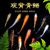 观背青鳉新手易养不打氧冷水鱼小型淡水鱼魔法鱼观赏鱼群游原生鱼