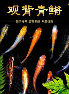 青鳉冷水淡水鱼好养耐活渔场直发