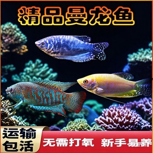 黄曼龙鱼活体淡水鱼小型观赏鱼鱼缸水族清洁繁殖鱼好养活冷水小鱼