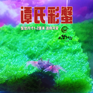 迷你小螃蟹谭氏彩蟹网红迷你辣椒蟹可爱桌面爬宠生态微景观易养