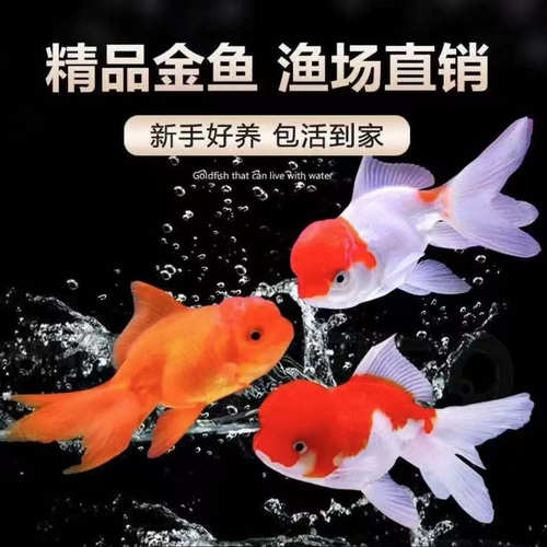 金鱼活体观赏鱼小型冷水鱼