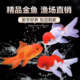金鱼活体观赏鱼小型冷水鱼兰寿苗泰狮宠物活体淡水耐活观赏鱼锦鲤