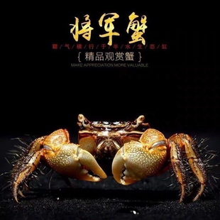 将军蟹一生一世周生辰同款微景观水族除藻螳臂宠物蟹萌宠易养包邮