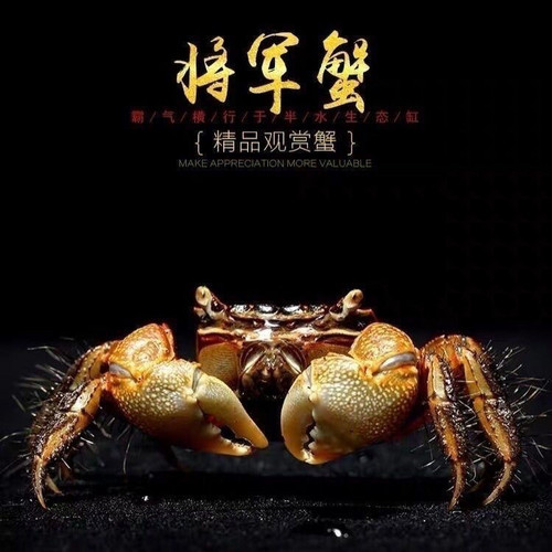 一生一世同款萌宠易养包邮将军蟹