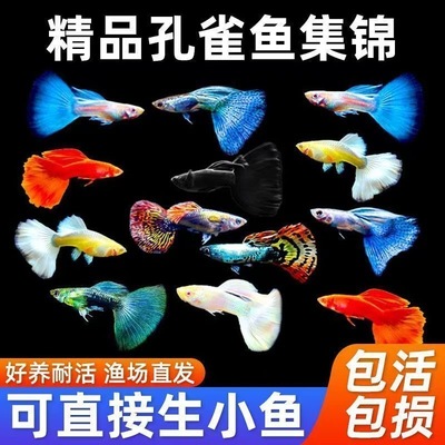 孔雀鱼新品冲量观赏鱼包邮包活
