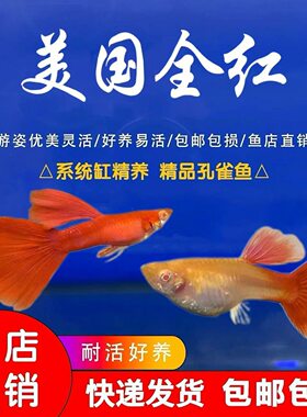 红色孔雀鱼公鱼活体热带淡水观赏