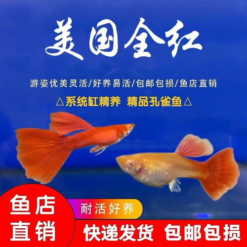 红色孔雀鱼公鱼活体热带淡水观赏