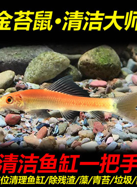 吃鱼缸好养活中性小型垃圾除藻