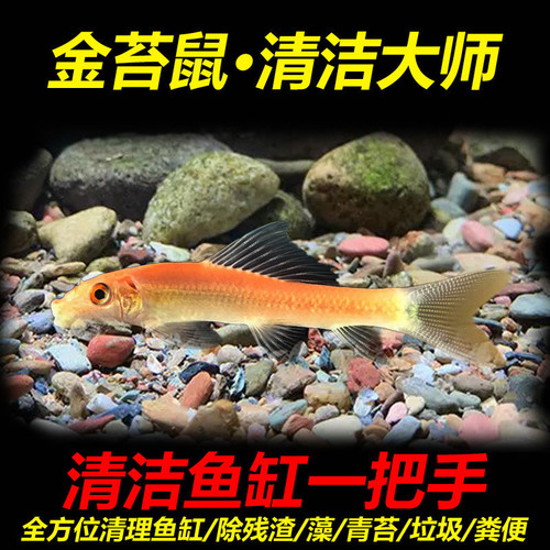 吃鱼缸好养活中性小型垃圾除藻