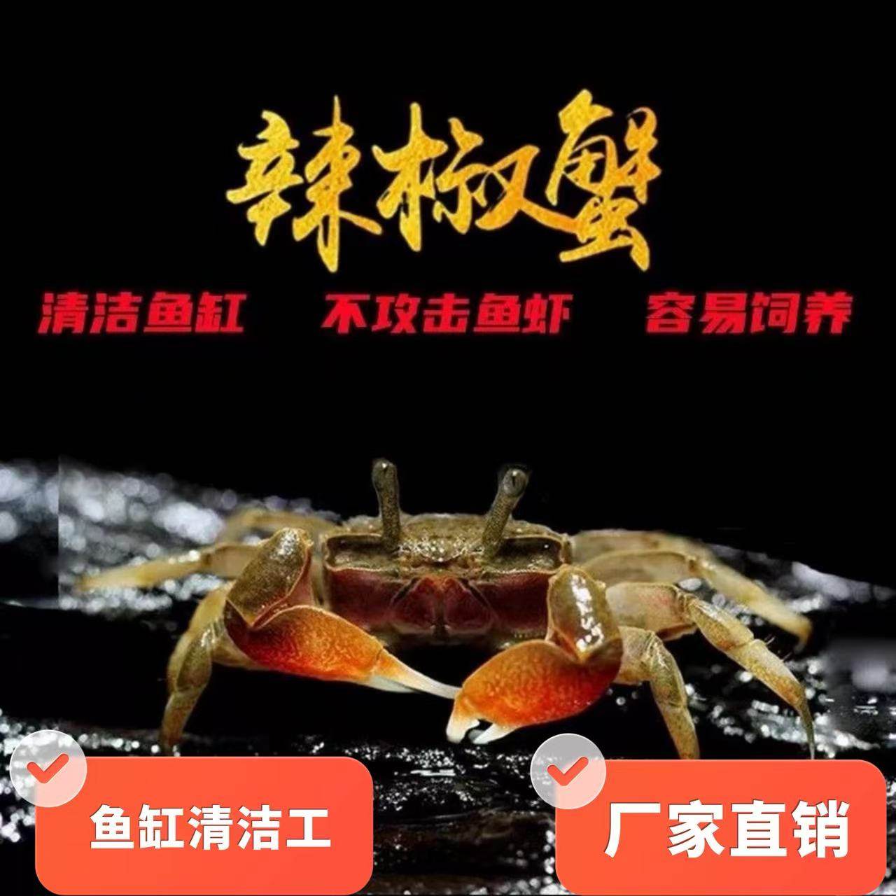 迷你辣椒蟹冷水活体宠物蟹清洁鱼缸除藻不攻击鱼虾易饲养淡水螃蟹,宠物/宠物食品及用品,蟹,淘宝优惠券,粉丝福利购,淘宝优惠卷