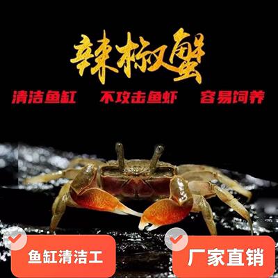 迷你辣椒蟹冷水活体宠物蟹清洁鱼缸除藻不攻击鱼虾易饲养淡水螃蟹