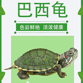 巴西龟活体小乌龟中华草龟七彩小龟淡水夜市摆摊情侣龟好养 包邮