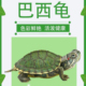 巴西龟活体小乌龟中华草龟七彩小龟淡水夜市摆摊情侣龟好养 包邮