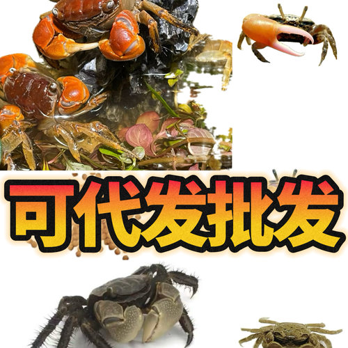 宠物蟹线下批发摆摊利器包邮包活