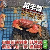 相手蟹淡水螃蟹活体观赏蟹桌面爬宠水果蟹相守蟹宠物蟹水族清洁工