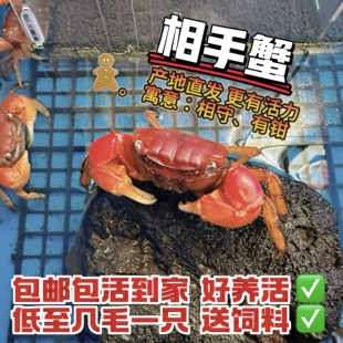 相手蟹淡水螃蟹活体观赏蟹桌面爬宠水果蟹相守蟹宠物蟹水族清洁工