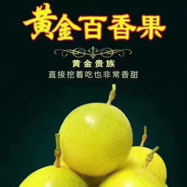 广西高山百香果新鲜采摘