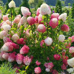 山东花卉基地香草草莓石灰灯粉色贝拉安娜棒棒糖圆锥绣球阳庭院地