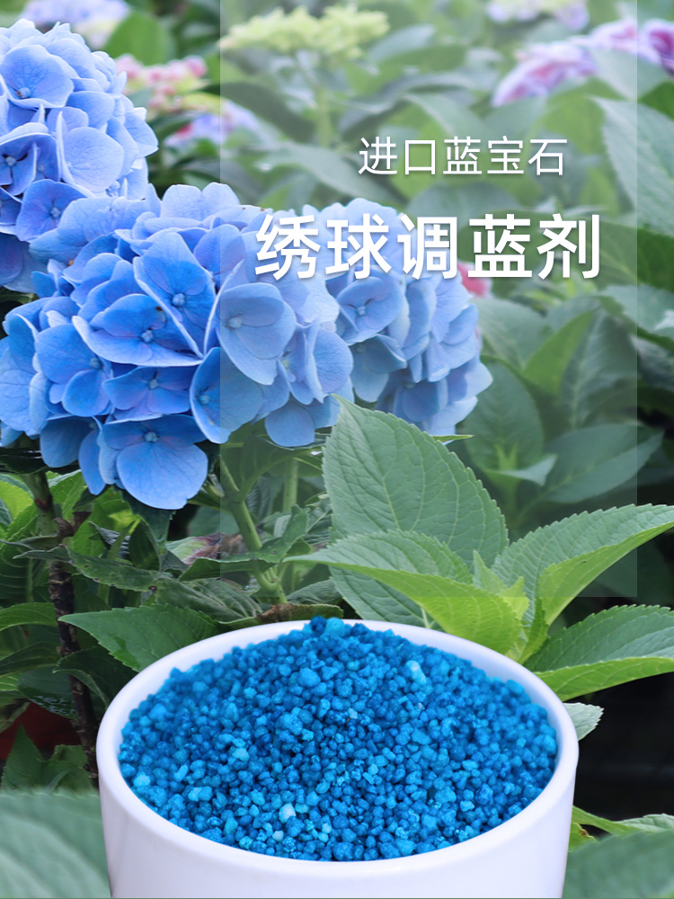 索菲缓释肥罗莎玫瑰新品藤本月季