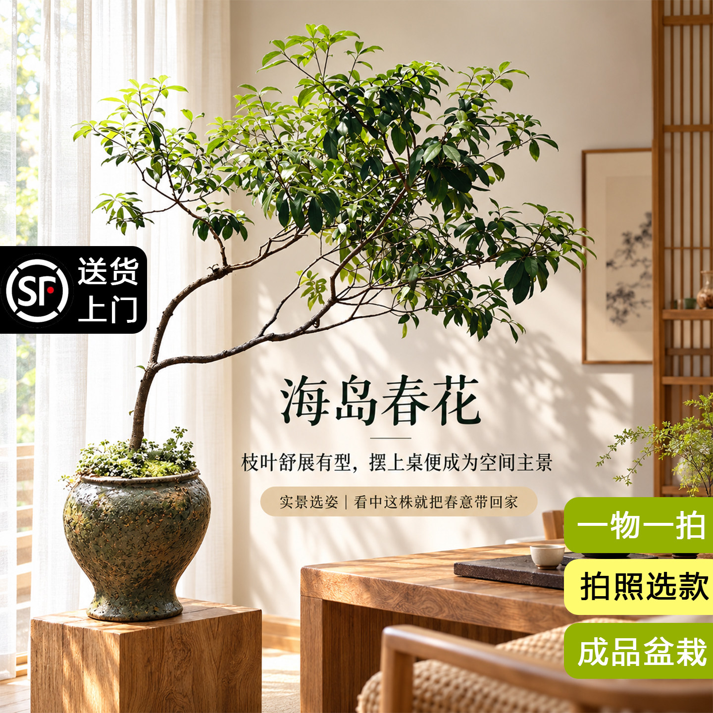 一物一拍海岛春花石斑木盆景造型盆栽真绿植室内好养活装饰植物