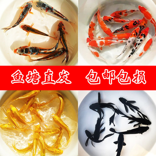 锦鲤鱼苗黄金龙凤白金乌金红白三色金镶玉红草冷水淡水观赏鱼活体 - 封面