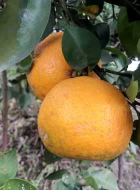 【现货】金华正宗土代代果 玳玳果 酸橙 代代橘枳实回青橙特产