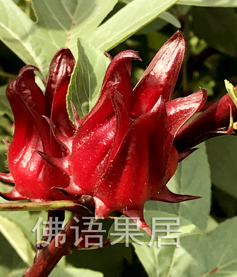 洛神新款花玫瑰茄k当季食用酵素果酱果脯泡茶花茶泡酒21年新货