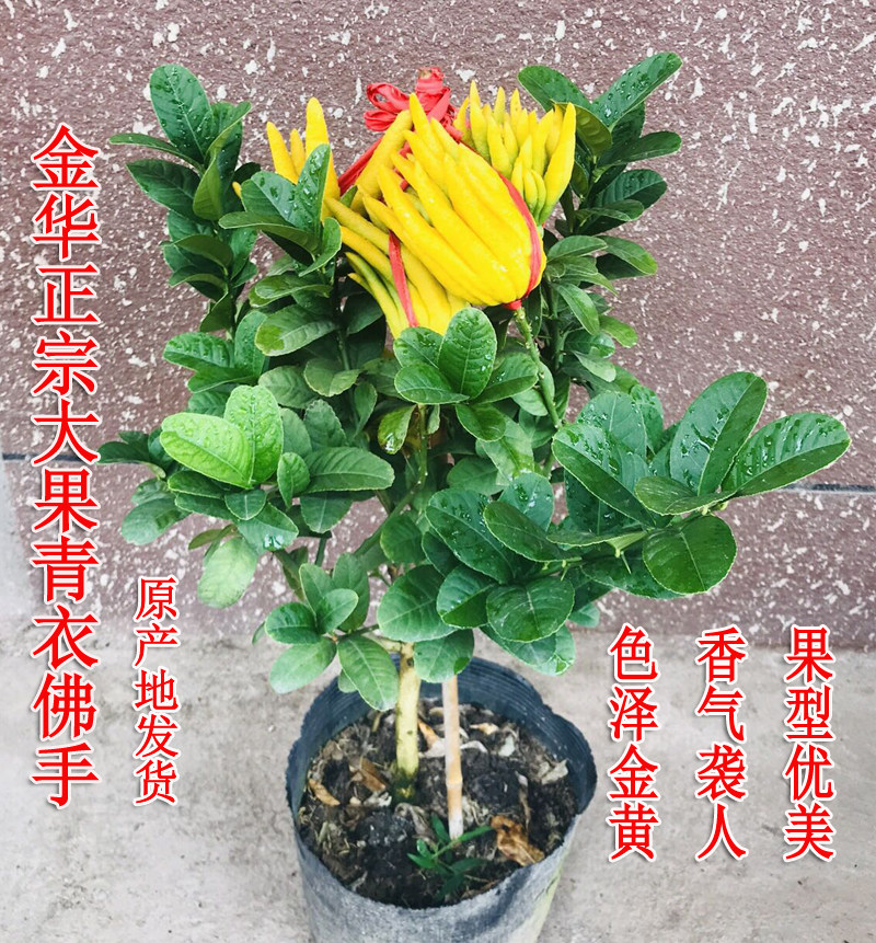 金华办公桌新款吸防辐射金佛手带幼果花苞带土 盆景盆栽客厅花卉
