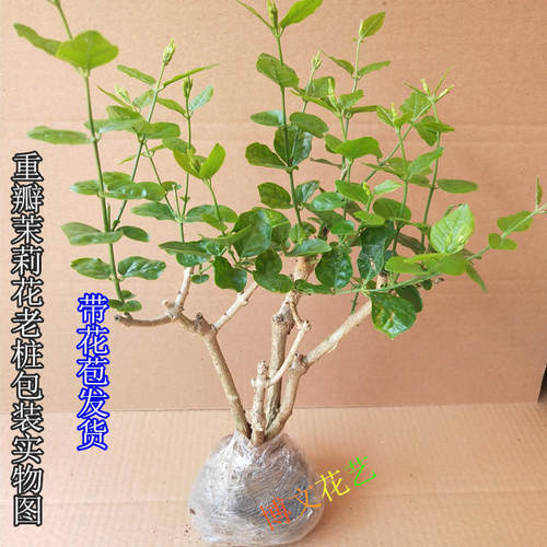 茉莉花苗 茉莉花老桩盆栽盆景 白色重瓣茉莉花带花苞室内桌面植物