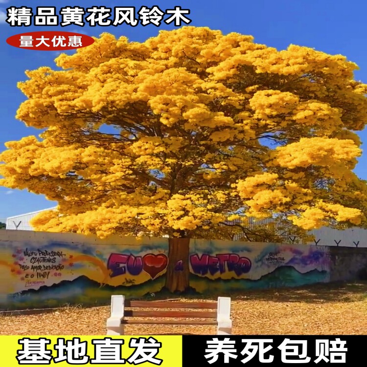 黄花风铃木树苗巴西黄金风铃木红花紫花庭院别墅绿化苗木花卉植物