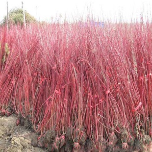 红瑞木树苗红杆麻球凉子木红柳枝条绿化苗木庭院植物红瑞山茱萸苗