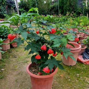 金铃花盆栽 纹瓣悬铃花苗  宫灯花 纹瓣扶桑灯笼花 风铃花 吊灯花