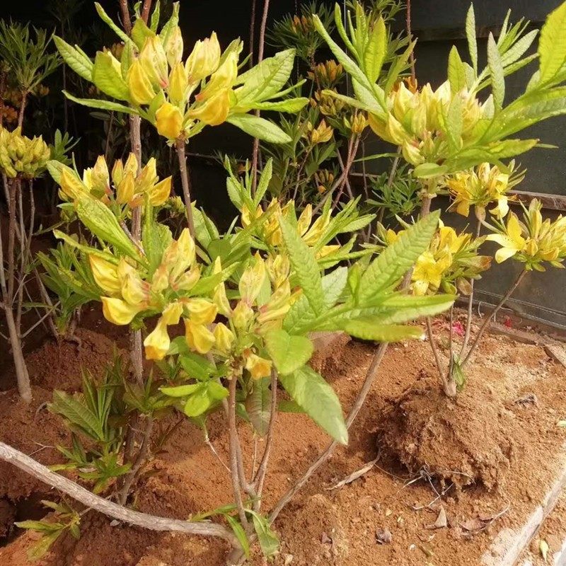 映山红四季庭院带花苞盆栽