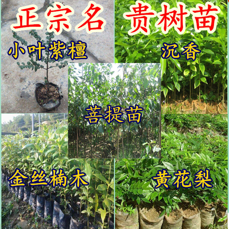 正宗海南黄花梨小叶紫檀金丝楠木沉香菩提盆栽苗地栽树苗名贵树苗