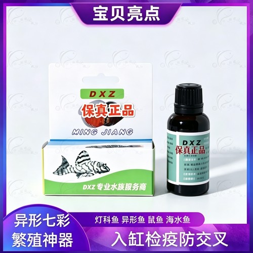 dxz异形鼠鱼灯科鱼七彩专用