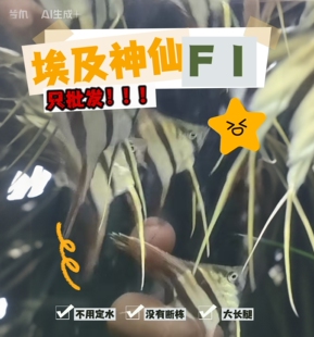 批发埃及神仙F1圣菲利佩埃及神仙鱼哥伦比亚阿塔巴布埃及苗