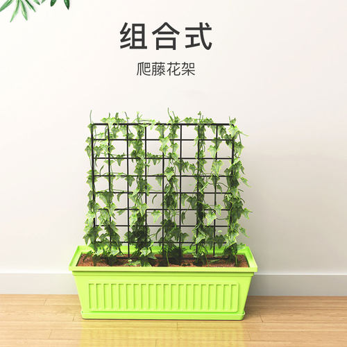 月季阳台铁线莲爬藤架