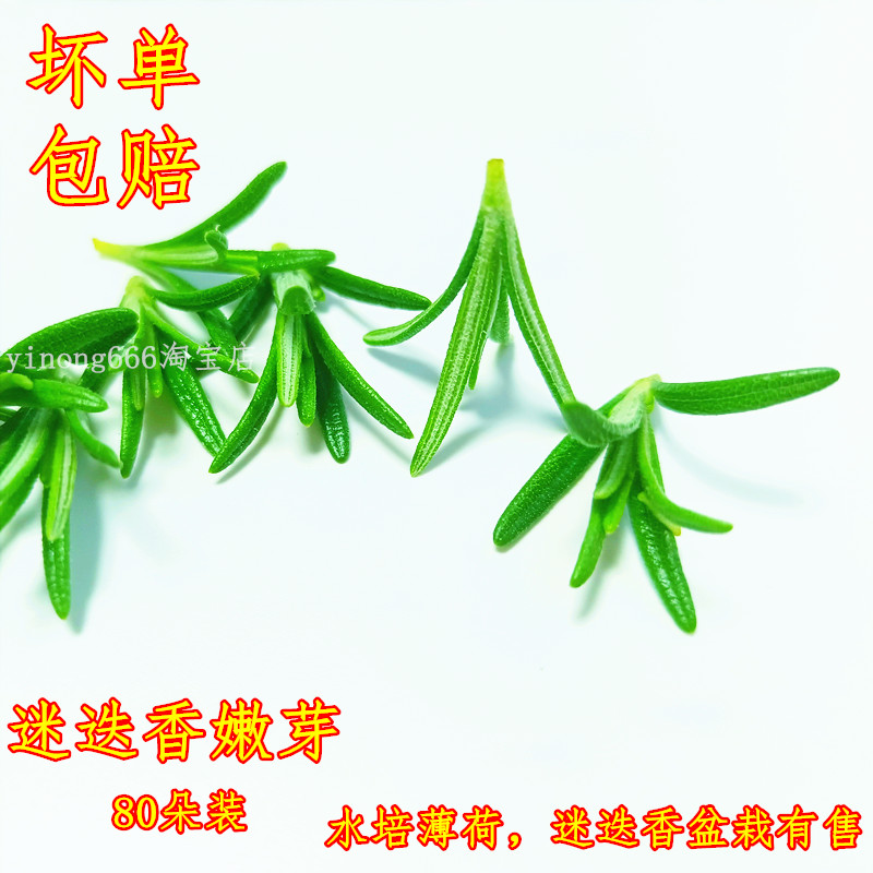 迷迭香嫩芽新鲜食用牛排点缀