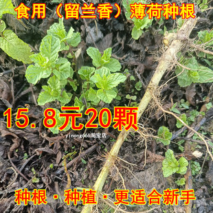 可食用新鲜留兰香薄荷苗盆栽老种根可驱蚊庭院绿化苗更适合新手