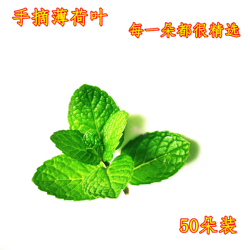 新鲜食用薄荷叶50朵烘焙奶茶西其它