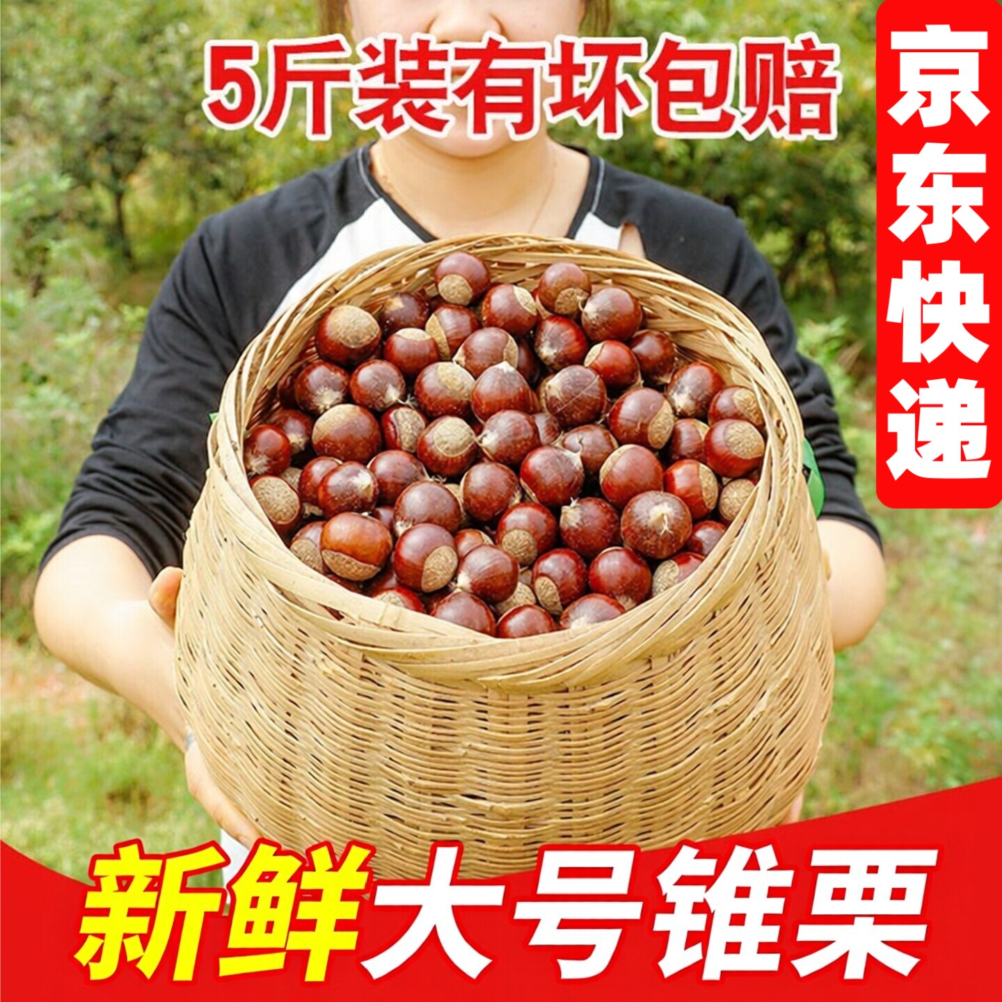 福建高山锥栗生新鲜小毛栗子