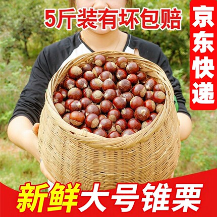 2026年产自福建建瓯板栗生新鲜小毛栗子油栗现摘高山圆锥栗圆栗子