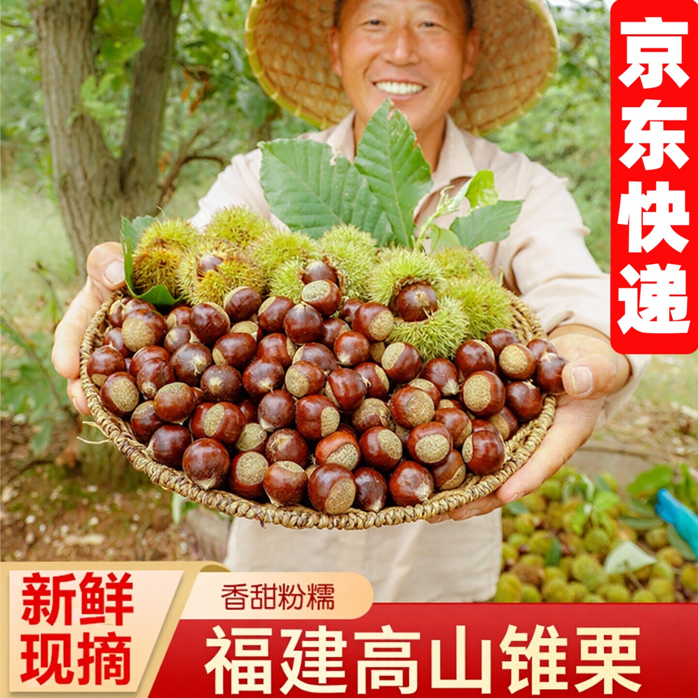 2026年新货福建锥栗新鲜现摘