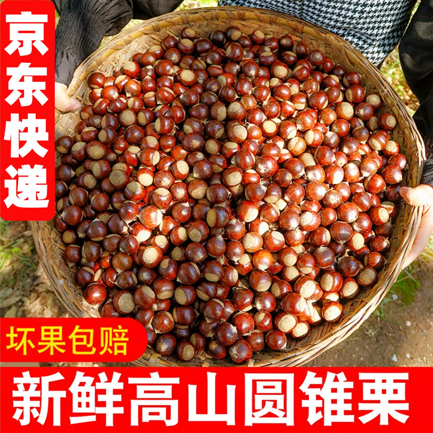 福建高山锥栗板栗榛子