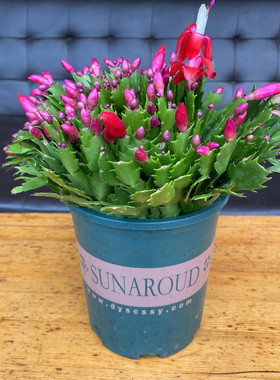 白玛丽白色蟹爪兰苗室内花卉大盆多肉植物好养耐活带花苞整盆发货