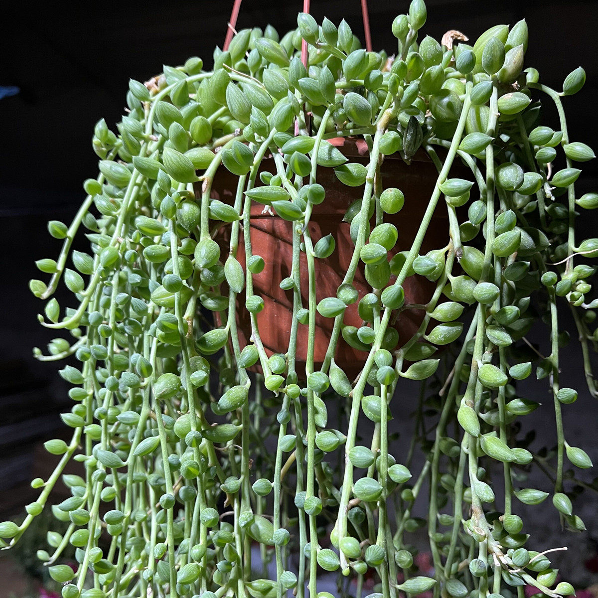 多肉植物情人泪吊兰吊兰盆栽花卉多浆植物吊兰净化空气防辐射阳台