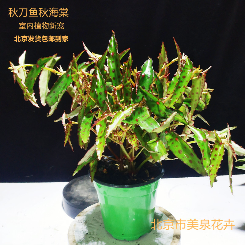 秋刀鱼秋海棠盆栽室内花卉盆栽新奇阳台净化空气原盆原土北京发货